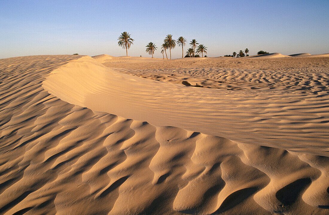 Golden sand dunes of Douz with palm trees on the horizon, gateway to the Sahara
