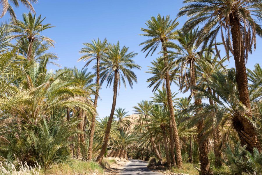 The palm grove of Tozeur, shaded path between date palms